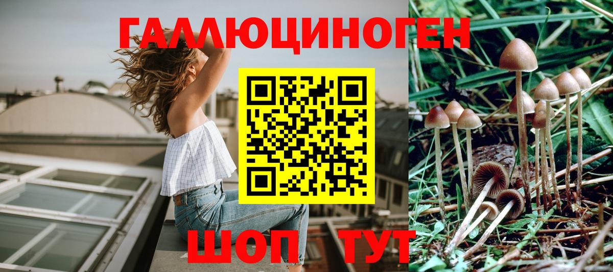 Псилоцибиновые грибы Psilocybine cubensis Шадринск